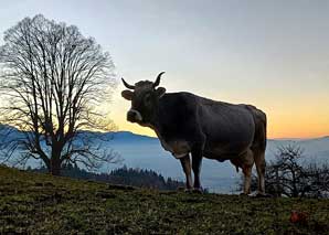 Erlebnisse auf dem Bio-Hof