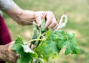 Les secrets du jardin de Grosi