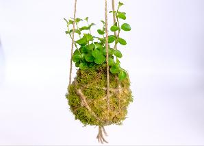 Kokedama selber machen