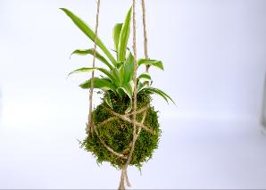 Make your own Kokedama