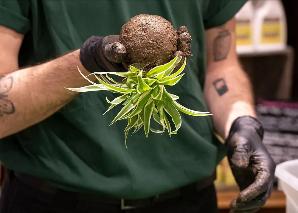 Make your own Kokedama