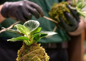 Faire soi-même le kokedama