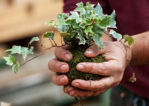 Faire soi-même le kokedama