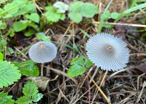 Grow mushrooms