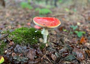 Cultiver des champignons