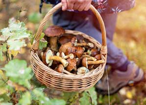 Grow mushrooms