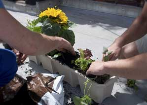 Urban Gardening kennenlernen