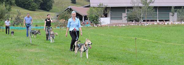 Leadership mit Huskys