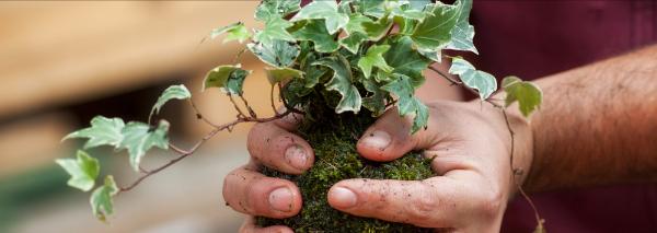 Faire soi-même le kokedama