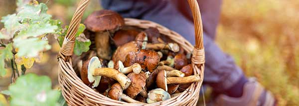 Cultiver des champignons