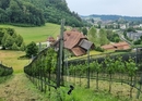 Vineyard tour and wine tasting in Burgdorf